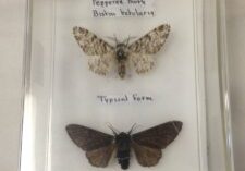 Story 3 Peppered moths-min